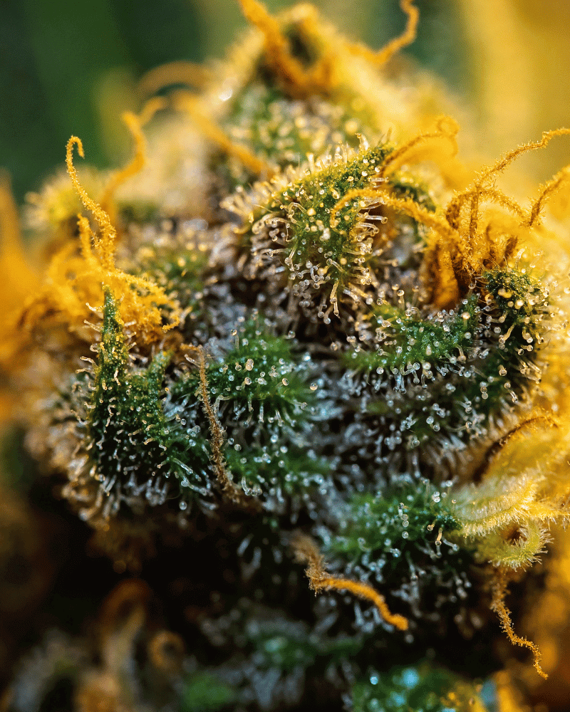 Floare de canabis umedă în lumina soarelui