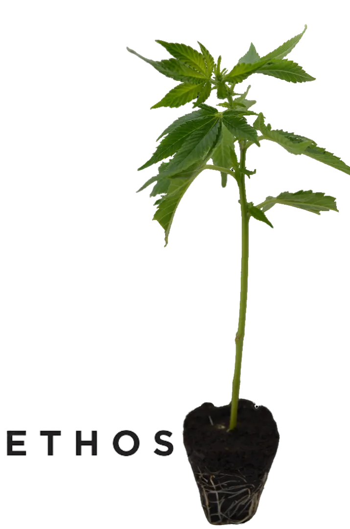 Butaș de canabis Lilac Cookies de la Ethos Genetics