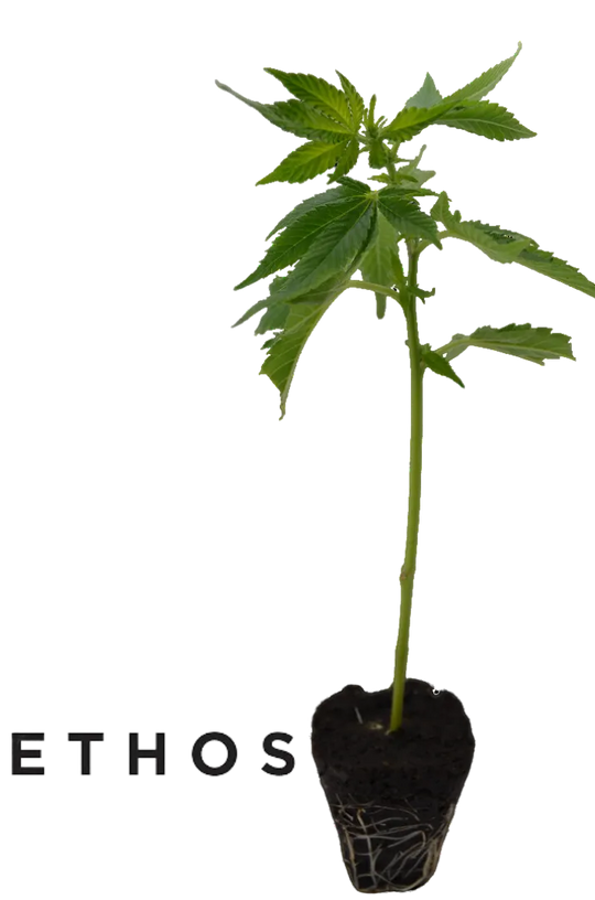 Butaș de canabis Lilac Cookies de la Ethos Genetics