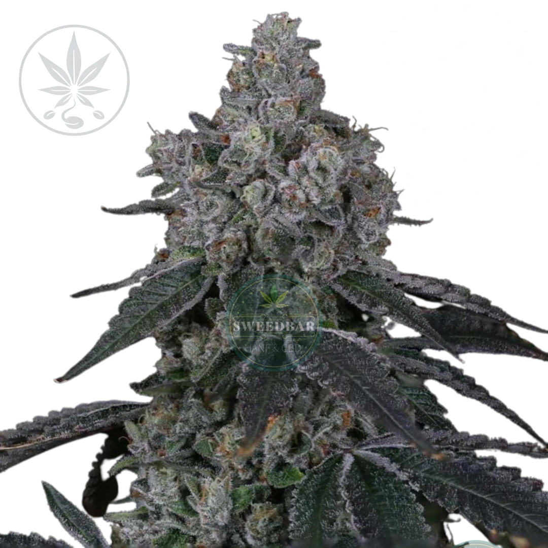 Butași de canabis Marshmallow OG