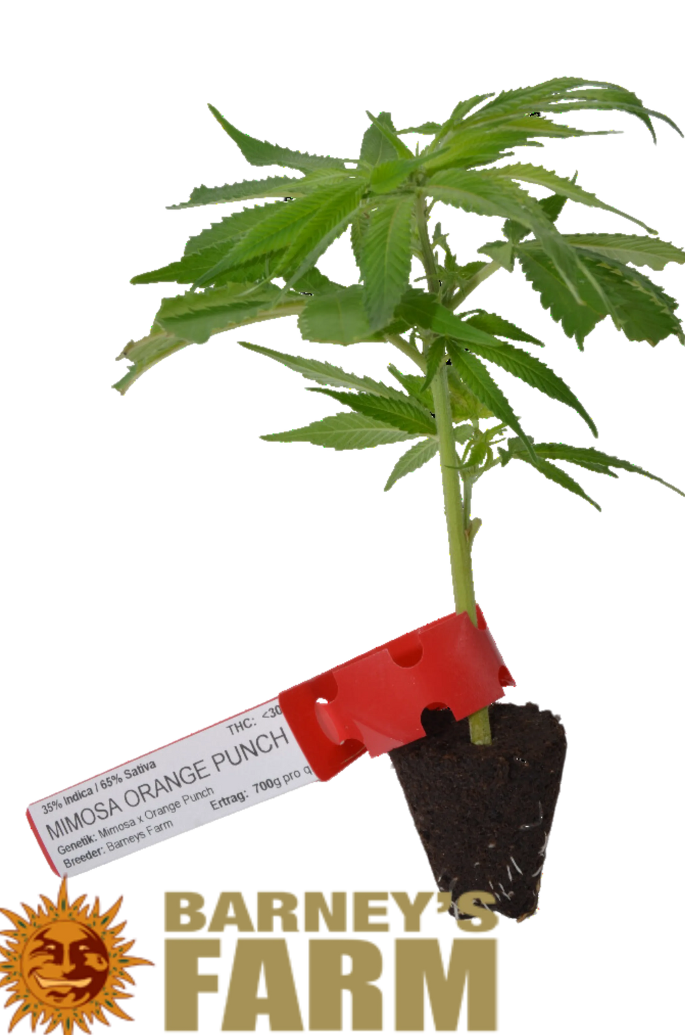 Butași de canabis premium Mimosa x Orange Punch