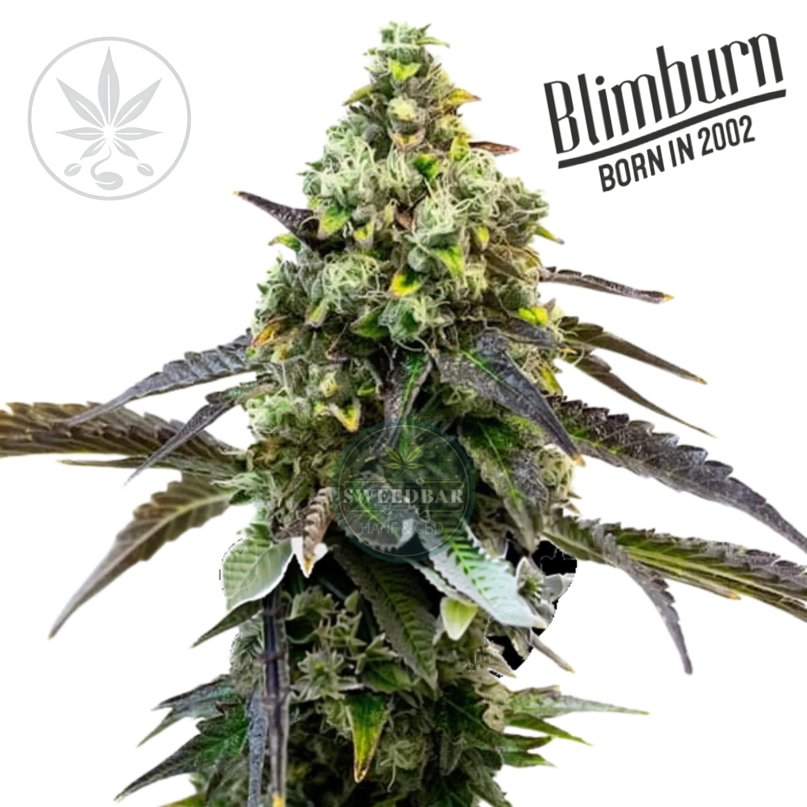 Cannabis Stek Rainbow Sherbet #11