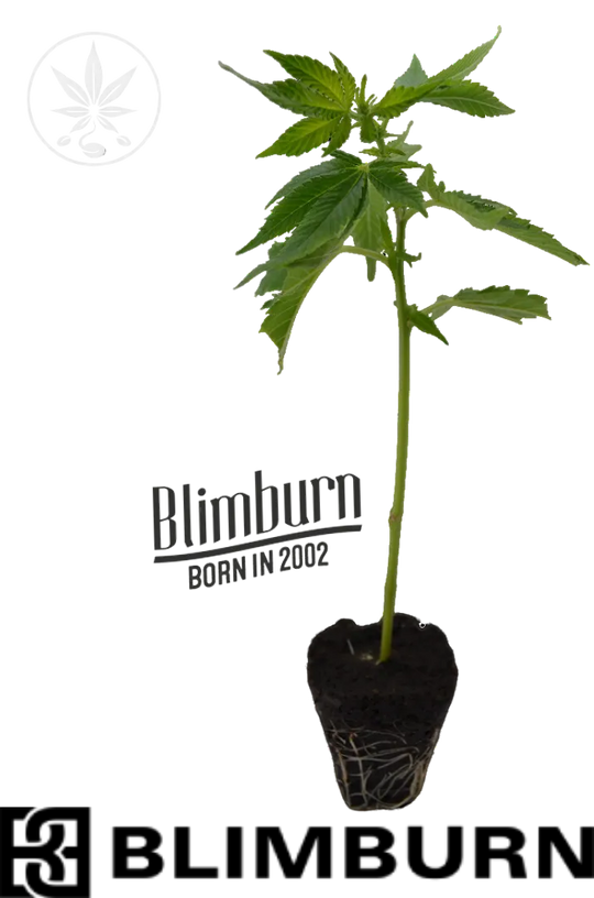 Butași de canabis Rainbow Sherbet #11