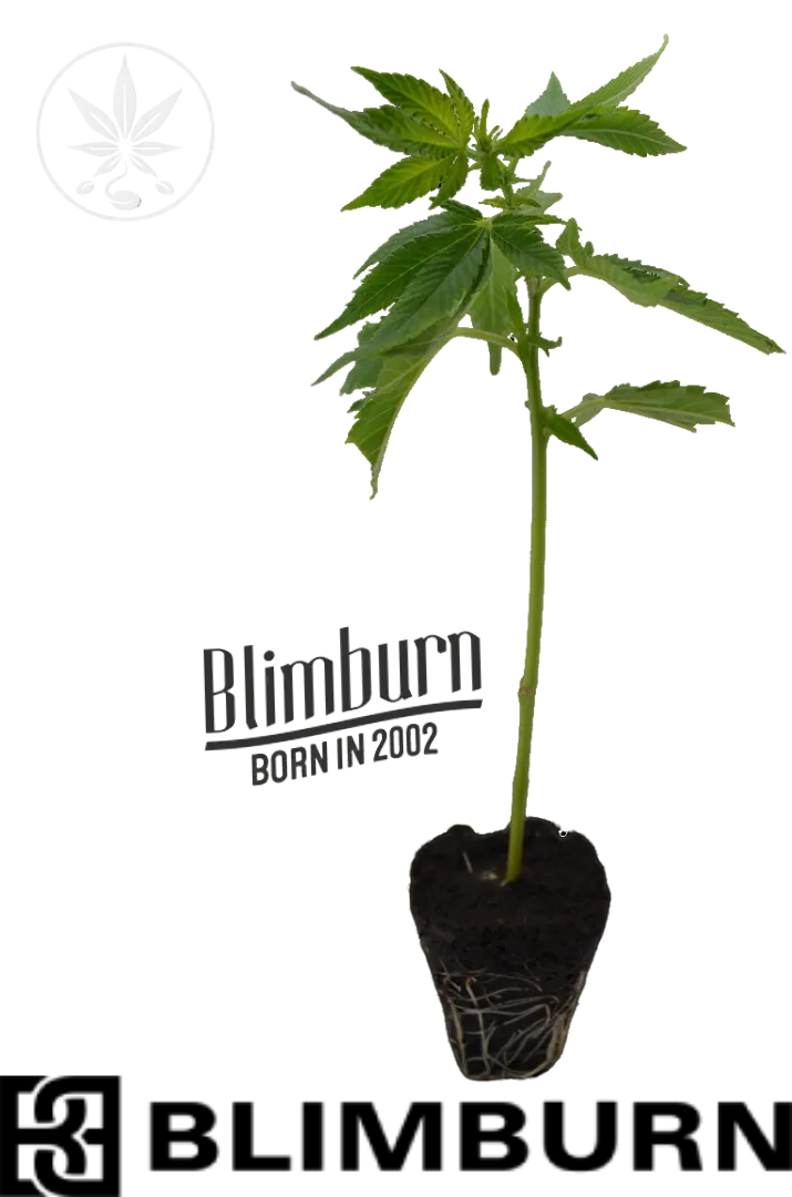 Cannabis Cutting Rainbow Sherbet #11