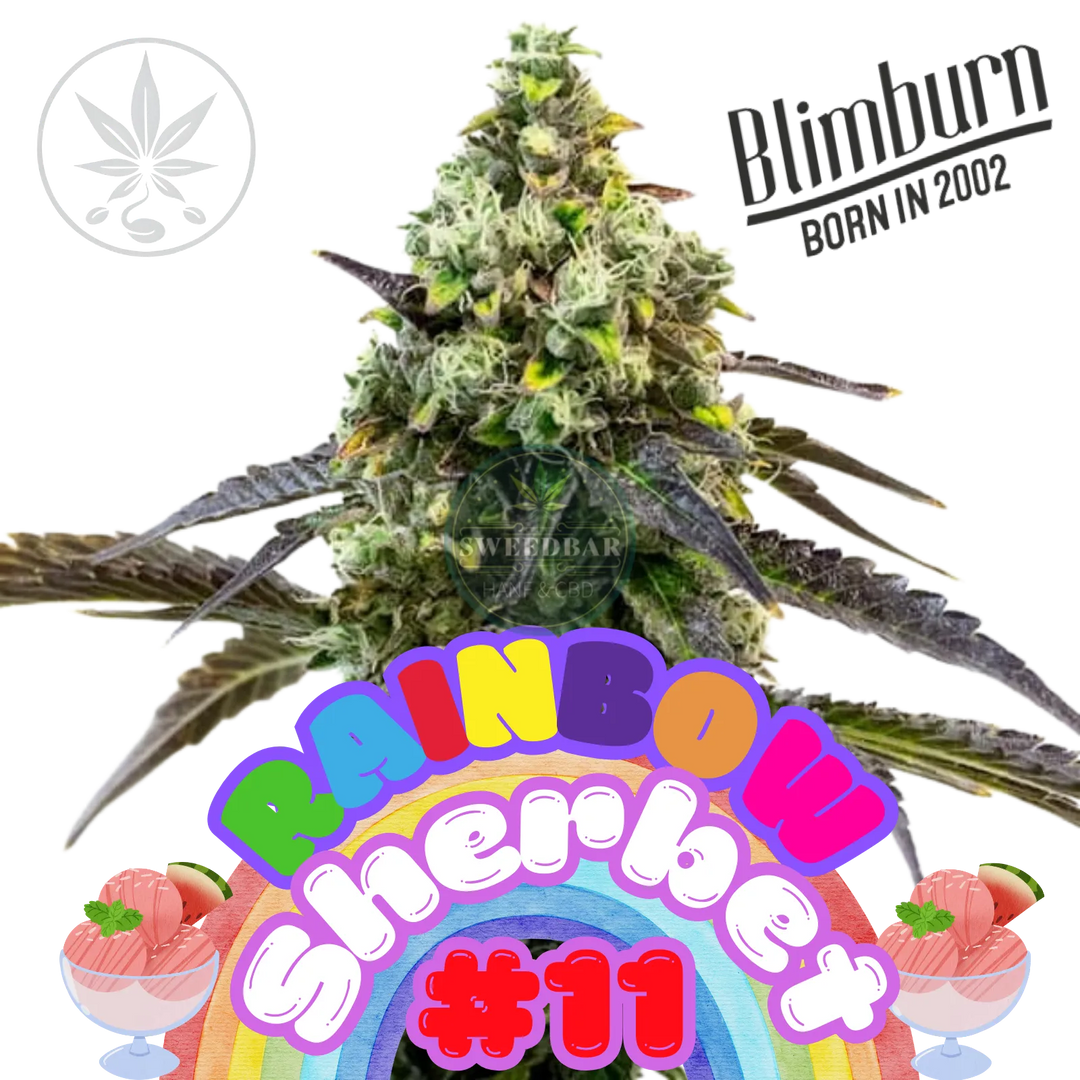 Butași de canabis Rainbow Sherbet #11