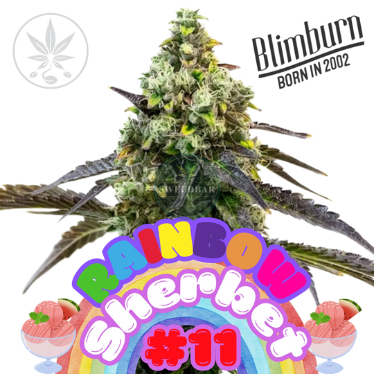 Butași de canabis Rainbow Sherbet #11