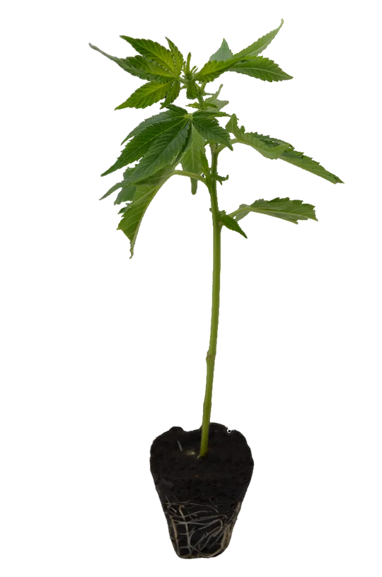 Butași de canabis Zombie Kush