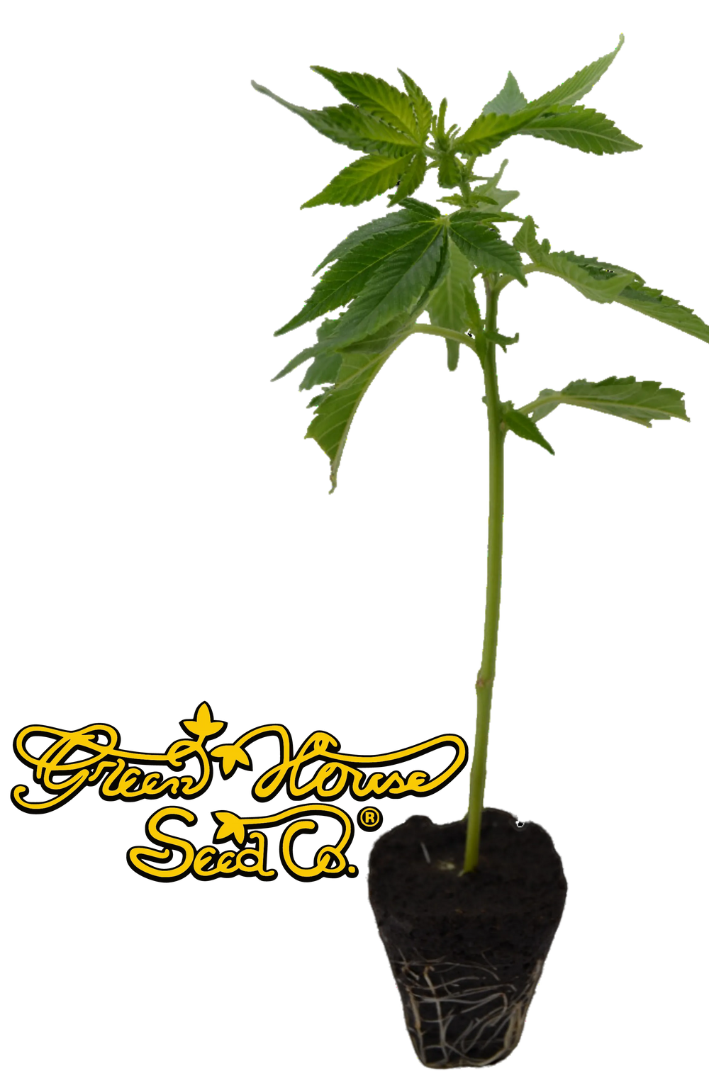 Butași de canabis premium Super Silver Haze