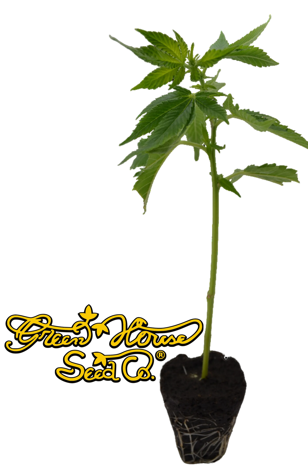 Butași de canabis premium Super Silver Haze