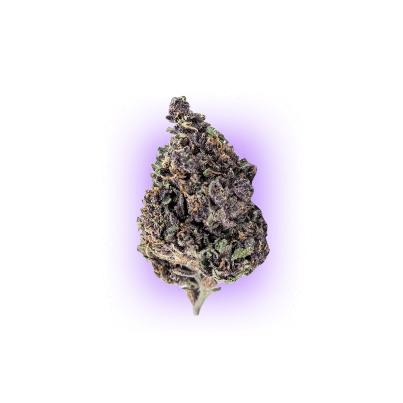 Cali Genetics Purple Milkshake 32,6% THC 🌱 3 semințe