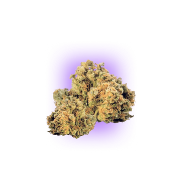 Cali Genetics Strawberry Guava - Fast flowering 3pcs.