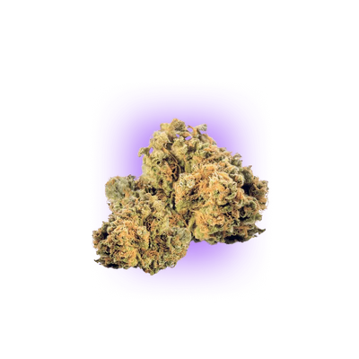 Cali Genetics Strawberry Guava - Rápida floración 3pcs.