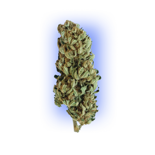 Semințe de canabis Gorilla XL auto. 3 bucăți