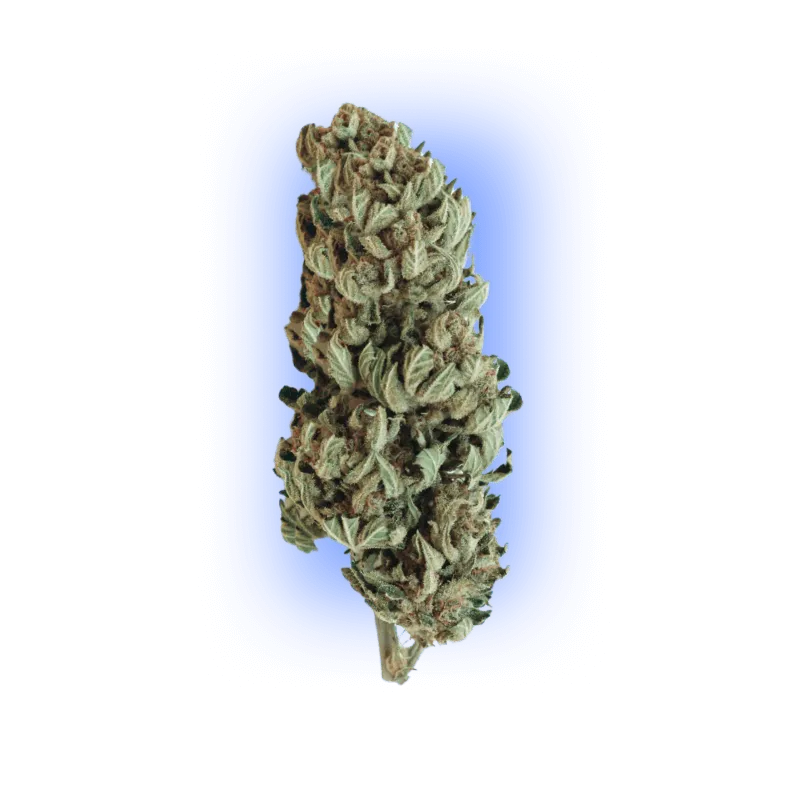 Cannabis Seeds Automatic Mix Pack 5 Pieces