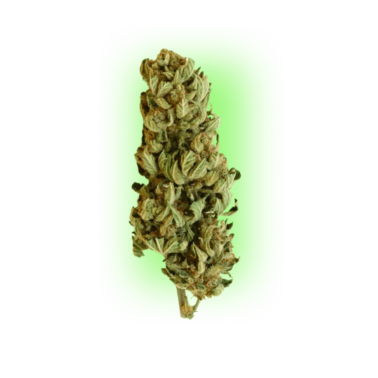 Semințe de canabis Northern Light Indica 100% 3 bucăți