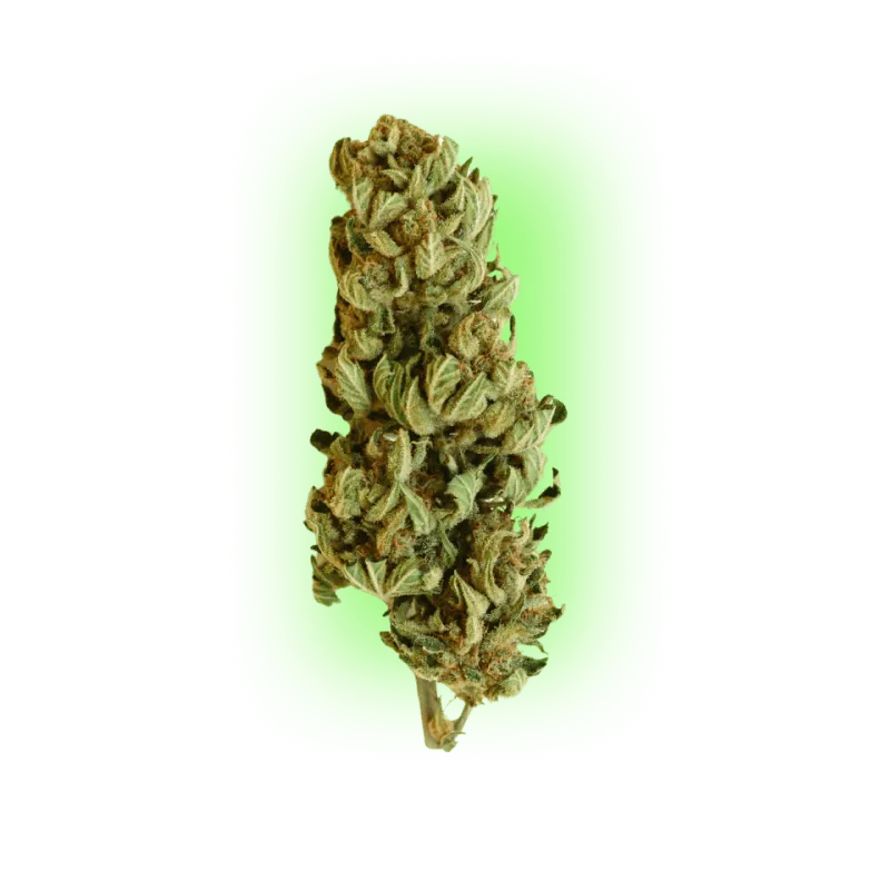 Cannabis Seeds Northern Light Indica 100% 3 Pieces