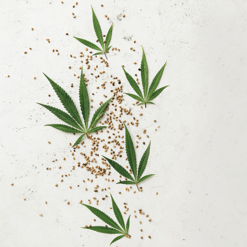 Semințe de canabis THCP