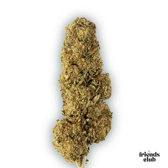 PHCP Flori Strawberry - hhcfriends