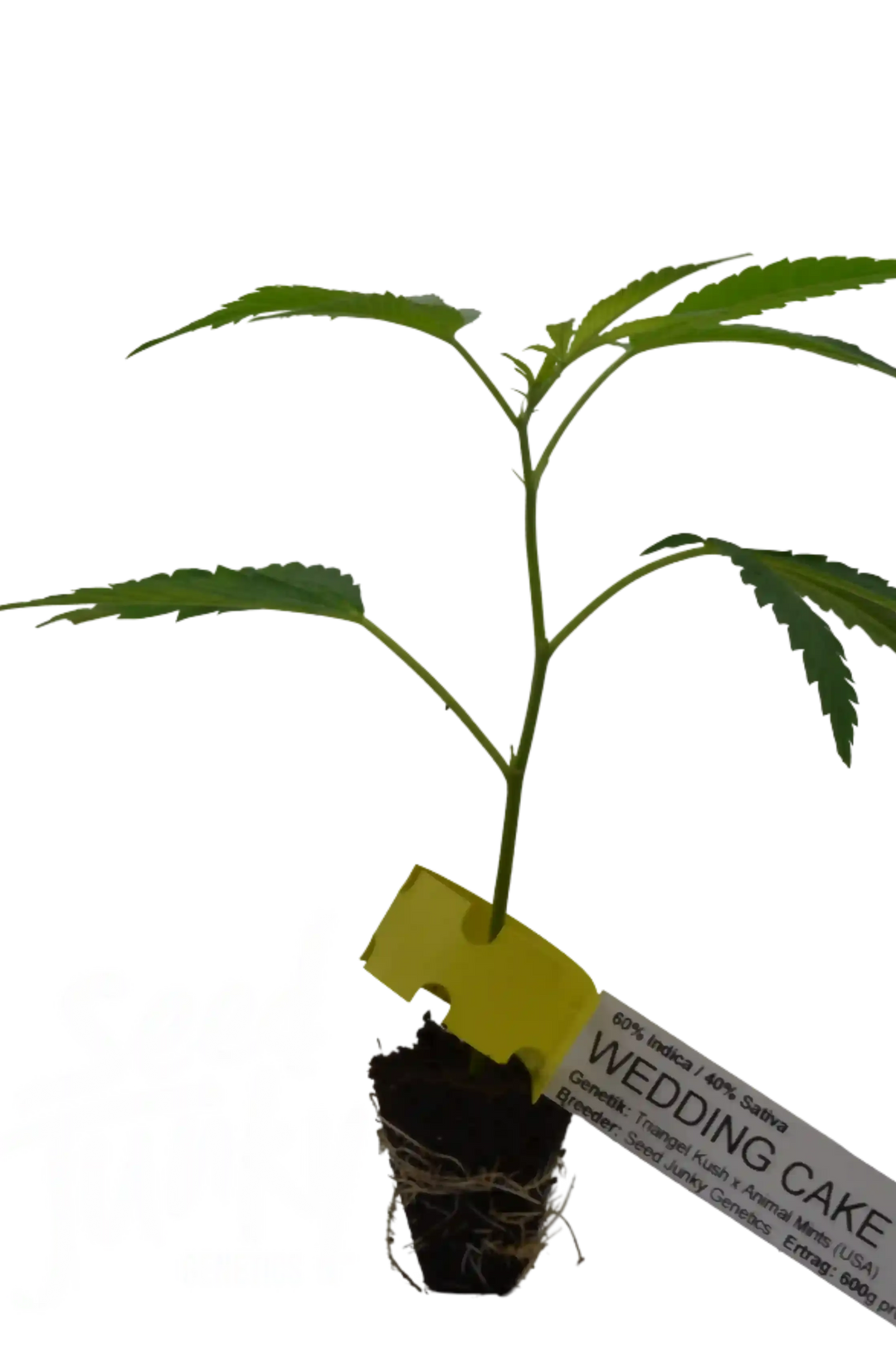 Butași de canabis Wedding Cake