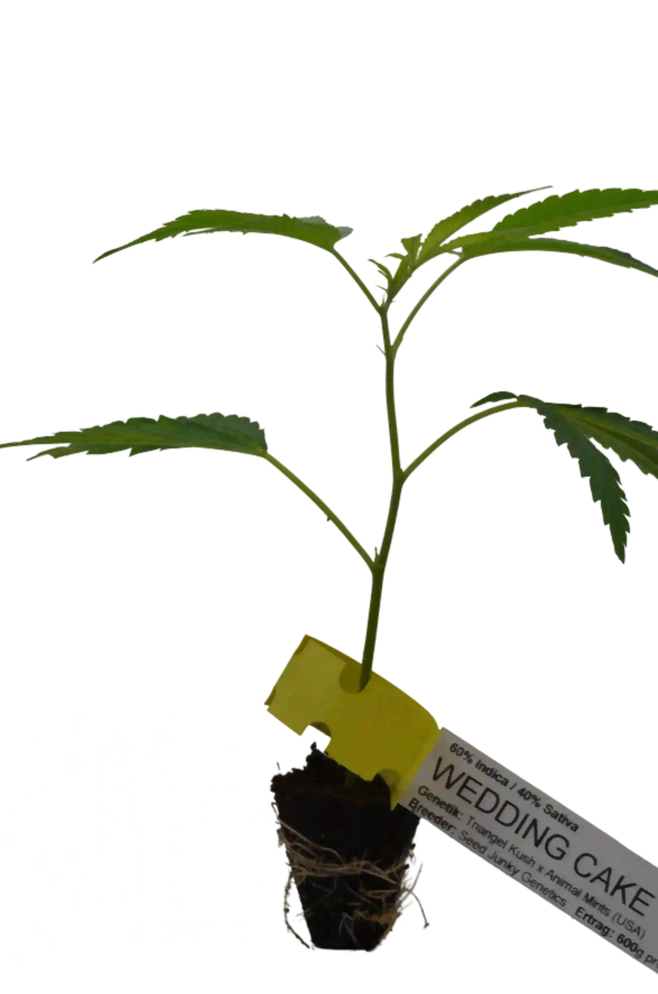 Cannabis Cuttings Wedding Cake