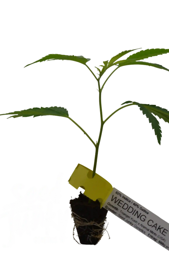 Butași de canabis Wedding Cake