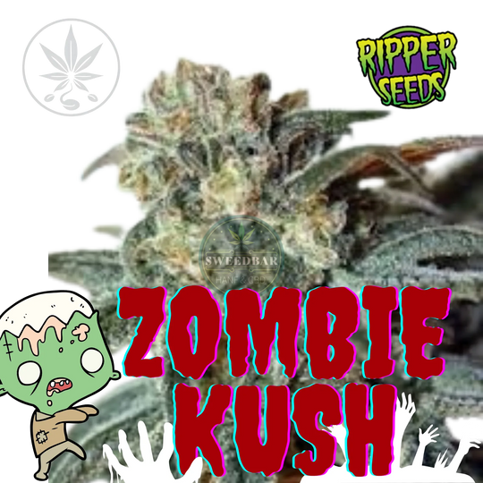 Butași de canabis Zombie Kush