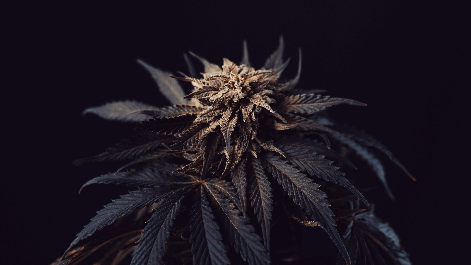 Prim-plan cu flori de canabis cu tricomi și frunze vizibile pe fundal negru