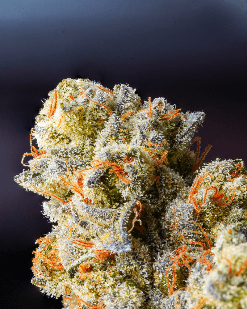 Comandă legal THCp Canabis hhcfriends