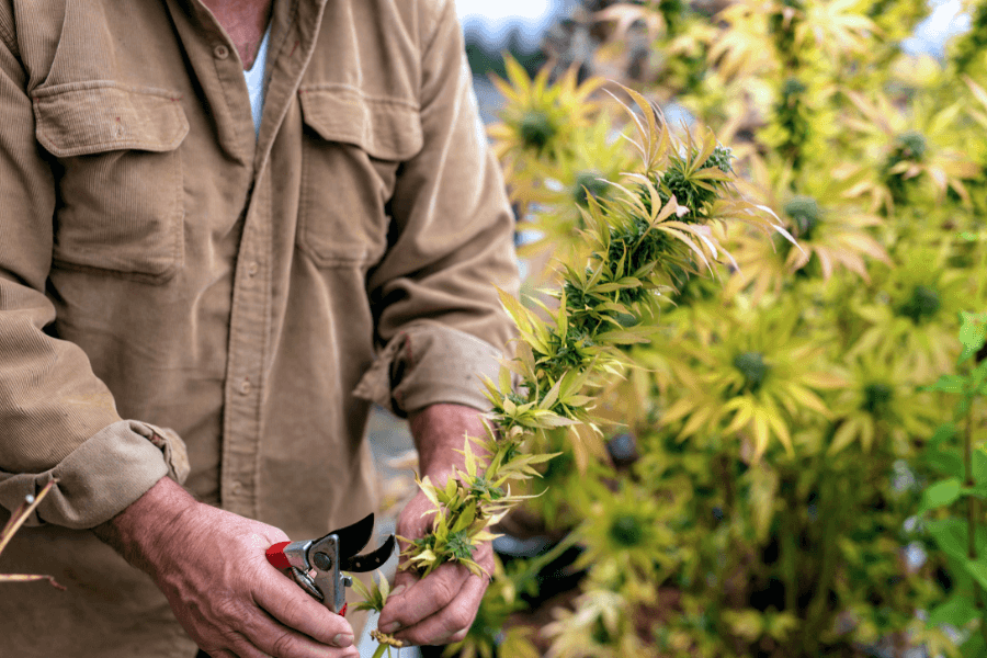 Set complet pentru cultivarea și tăierea plantelor de canabis