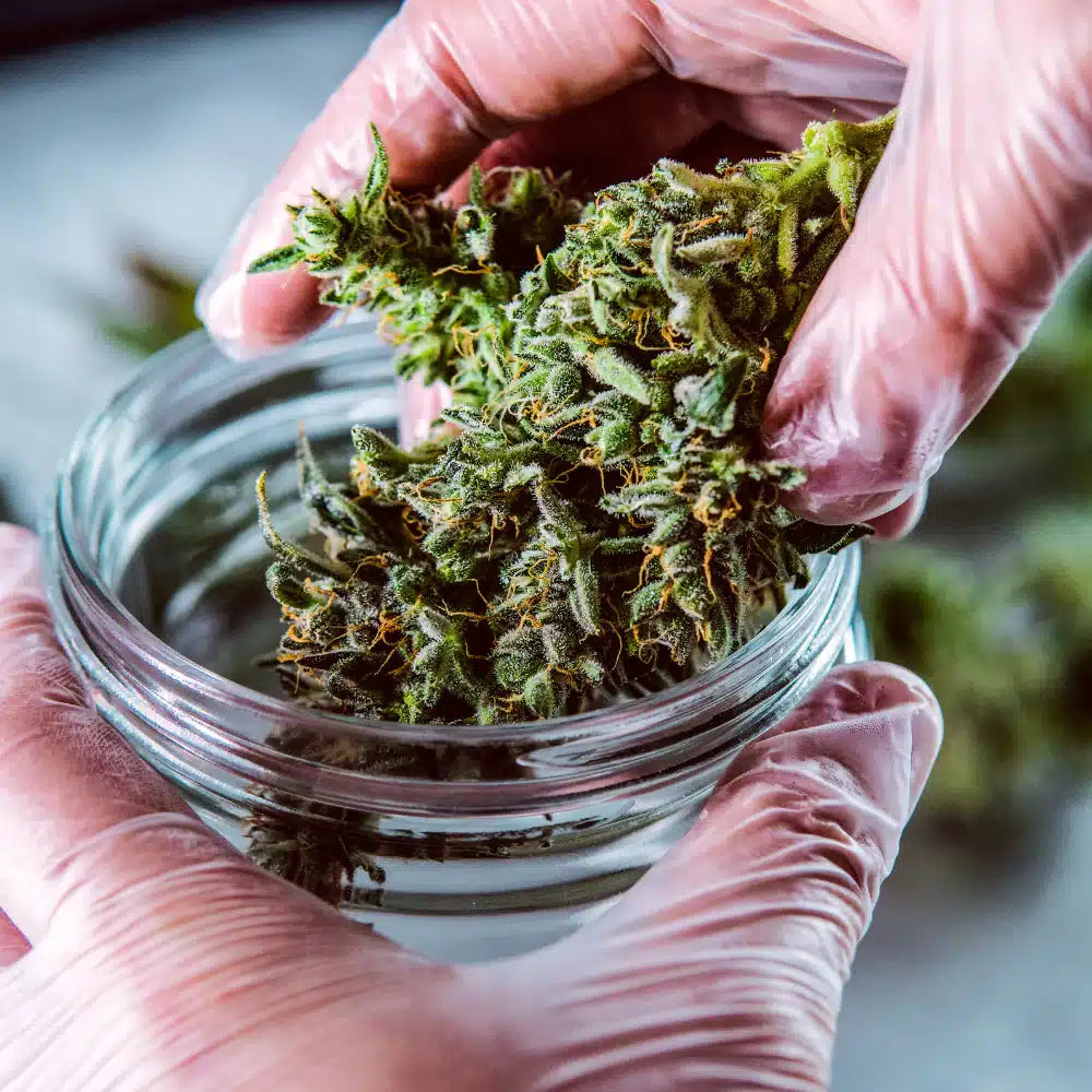 Porównanie Cannabis H4CBD do HHC