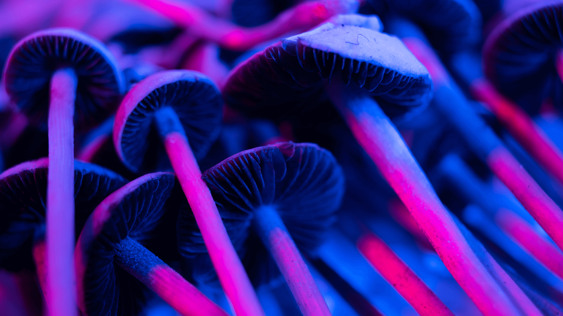 Miracle product, application, and advantages.