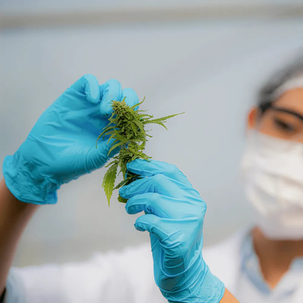 Measuring THC Content (Analysis)