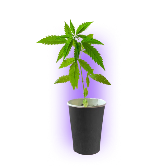 Butași de canabis premium Gelato #45