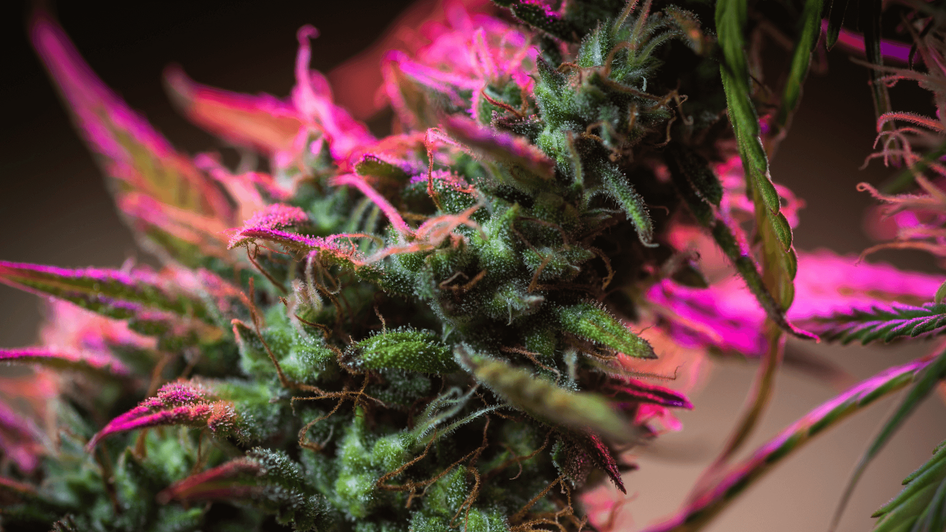 Comandă Flori CBG, CBD