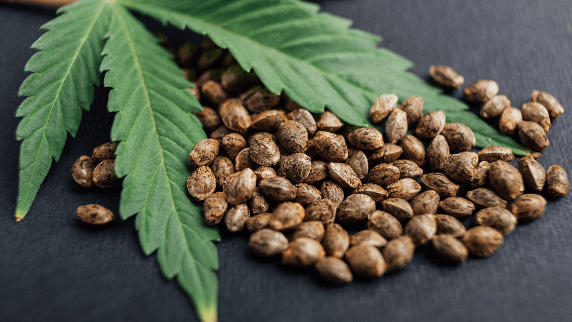 Premium CBD Cannabis zaden