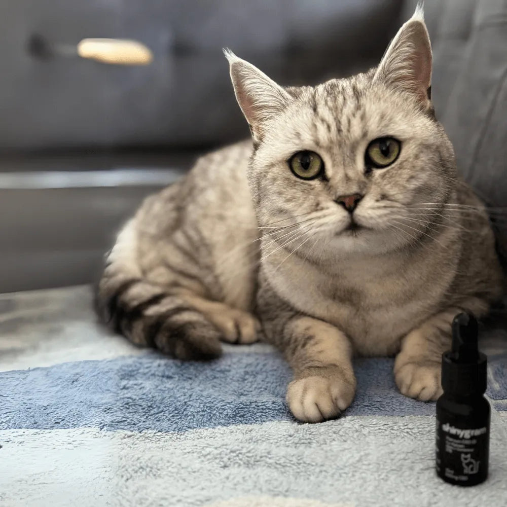 CBD Oil for Cats 5%