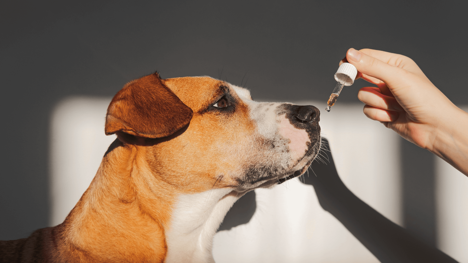 Cumpără ulei CBD pentru animale