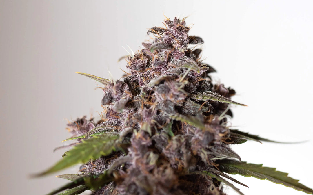 Bastoane de bomboane