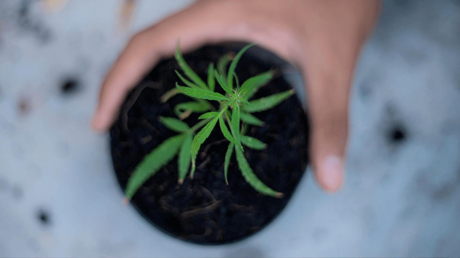 Îngrășământ pentru plante de canabis