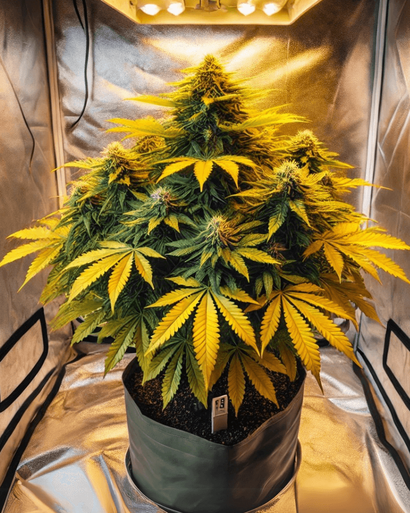 Deficitul de nutrienți ca cauză pentru frunzele galbene la canabis