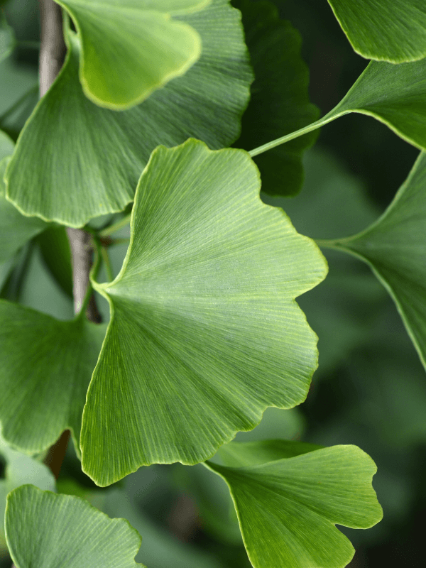 Extract de Gingko