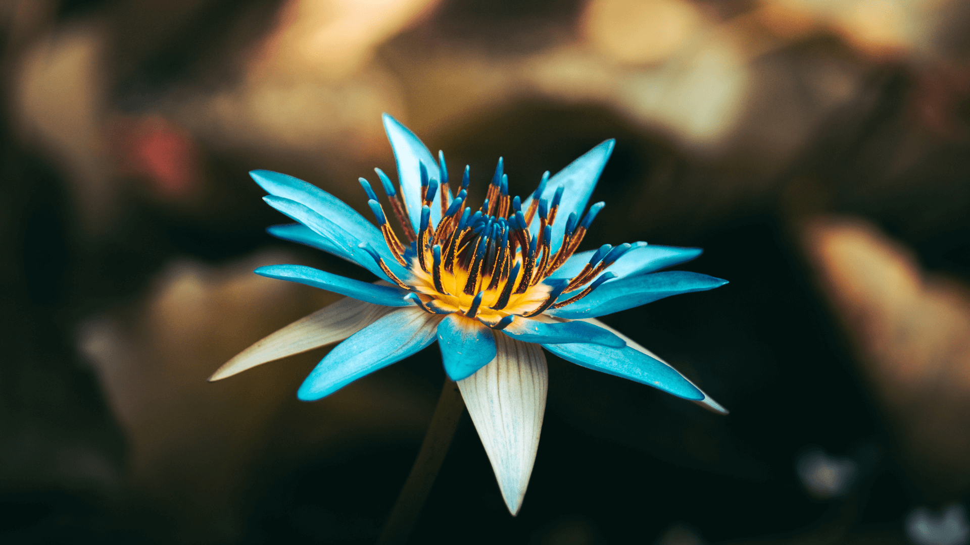 Cumpără Lotus albastru