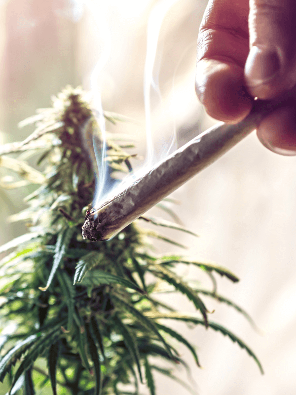 Cum acționează jointurile 10-OH-HHC?