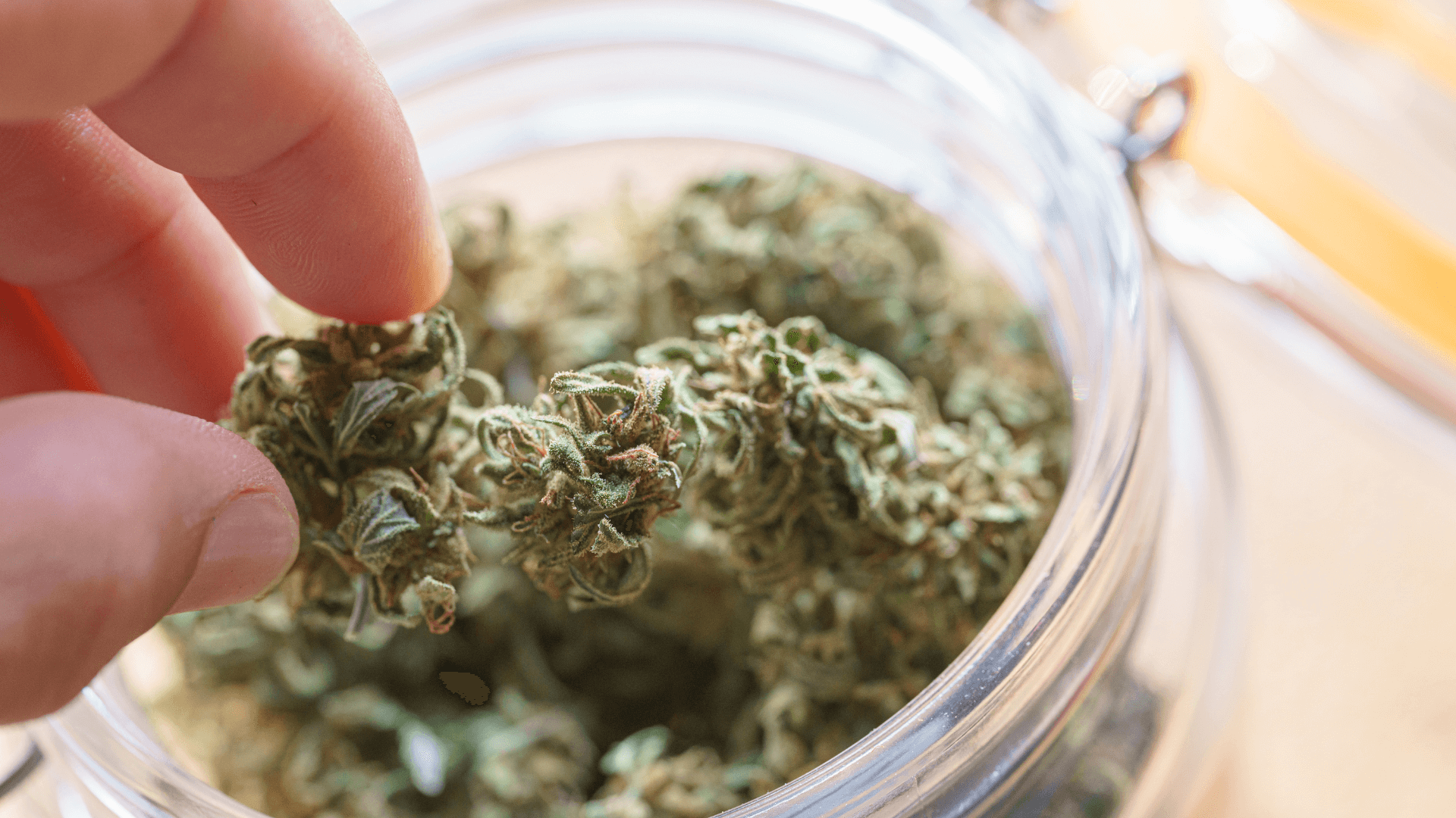 Produs Canabis Cinderella Sativa de la HHCFriends.