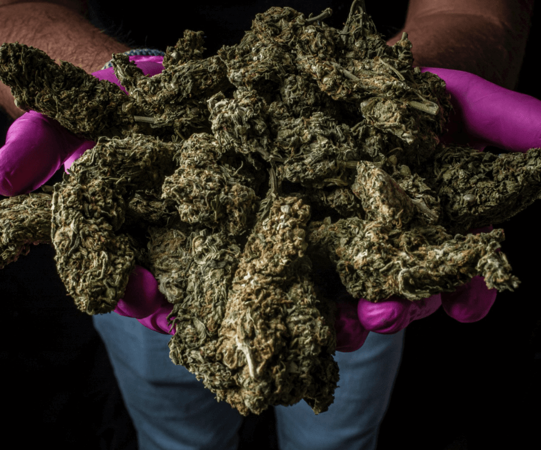 Scena canabis din Berlin Flori HHC