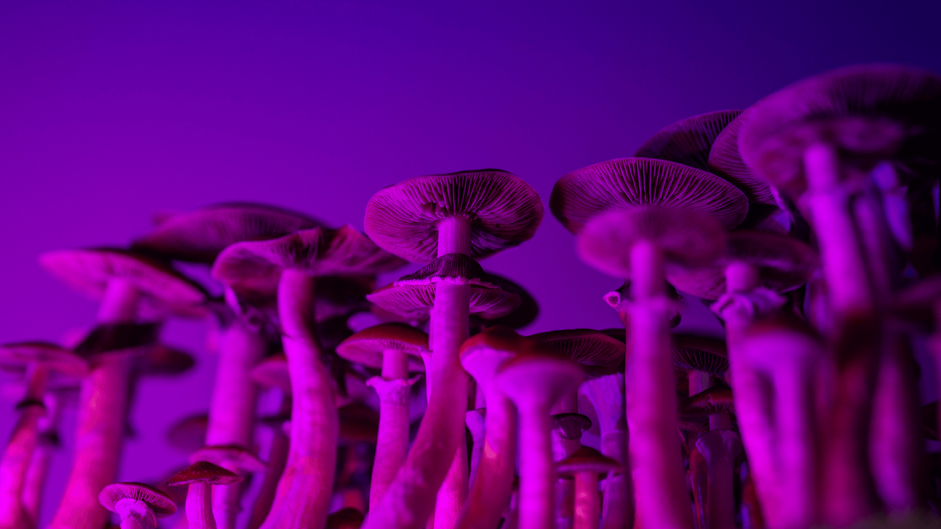 Magic Mushroom Muscimol Pilze kopen