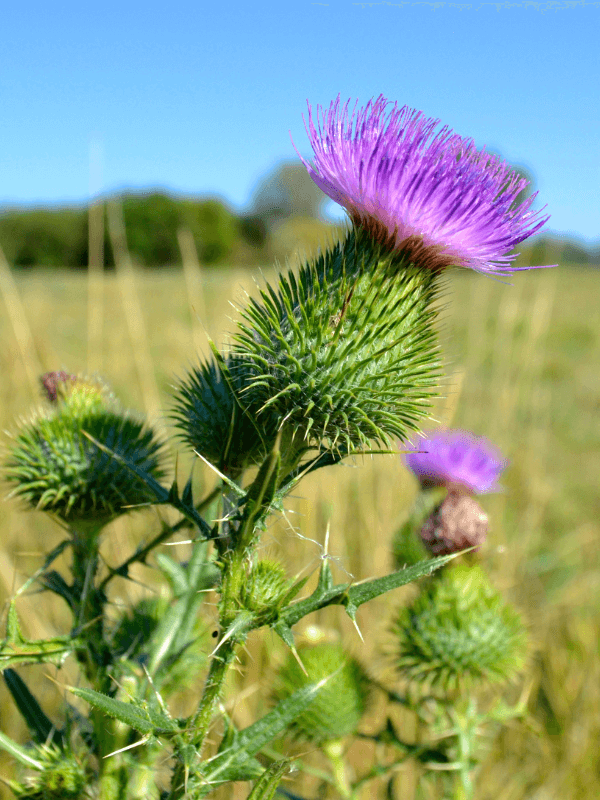 Pulbere de armurariu, pentru o detoxifiere blândă.