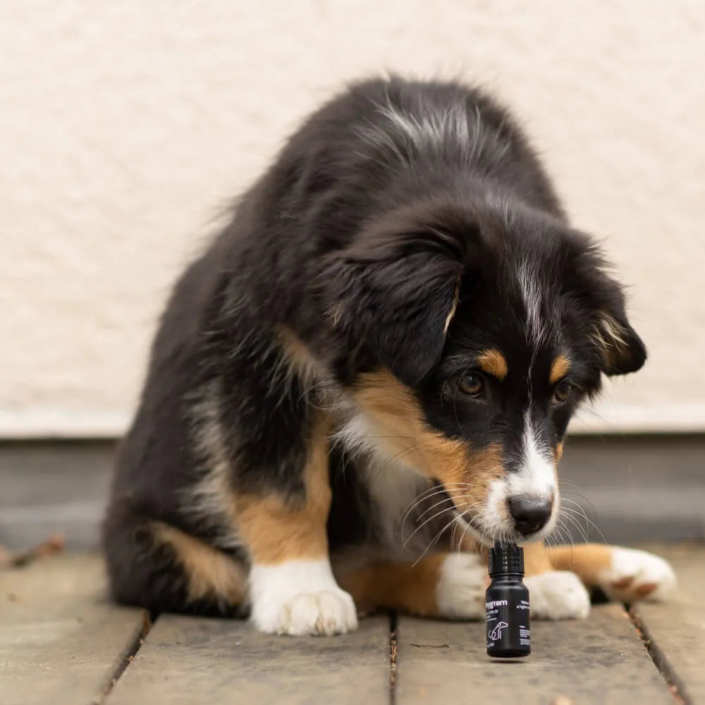 Olej CBD dla psów 5%