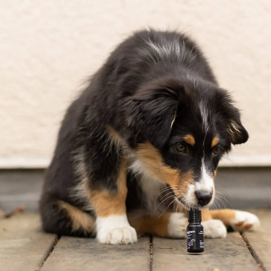 Olej CBD dla psów 5%