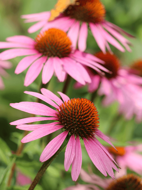 Picături de Echinacea
